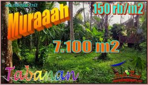 Beautiful LAND SALE IN TABANAN BALI TJTB552